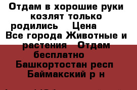 Отдам в хорошие руки козлят.только родились. › Цена ­ 20 - Все города Животные и растения » Отдам бесплатно   . Башкортостан респ.,Баймакский р-н